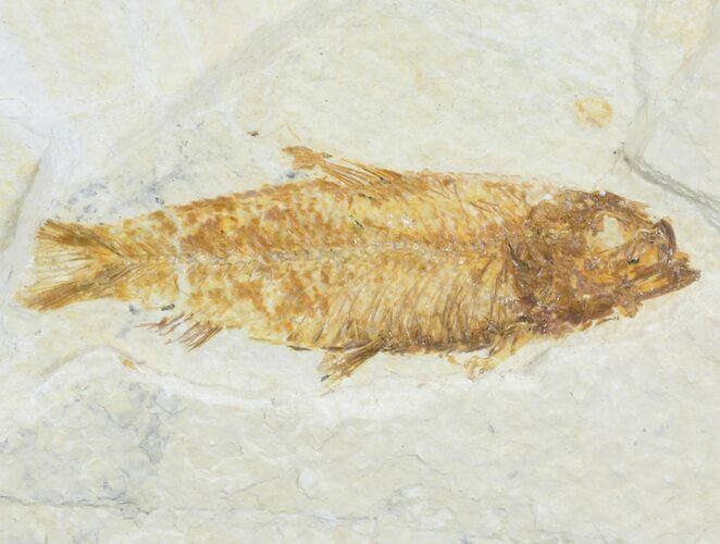 Bargain, Knightia Fossil Fish - Wyoming #60479